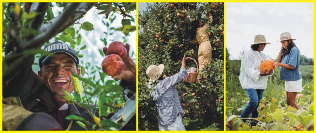 fruit picking jobs in canada with free work visa sponsorship