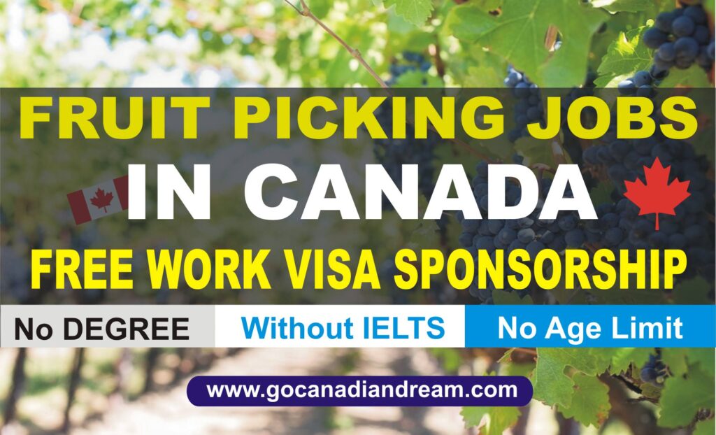 fruit picking jobs in canada with free work visa sponsorship in 2023