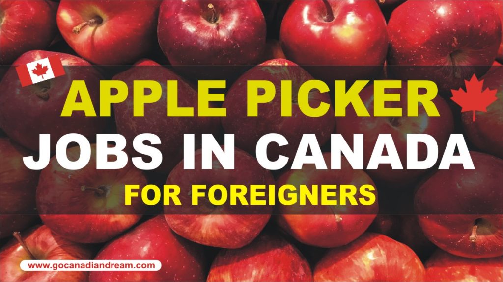 apple picker jobs in canada 2024