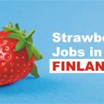 strawberry jobs in finland