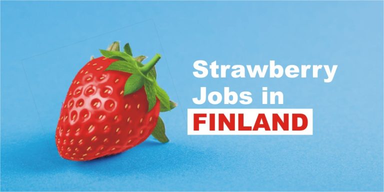 strawberry jobs in finland